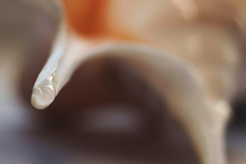 a drop of water on a shell