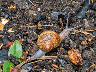 Brown snail walking on a wet ground