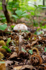 Mushrooms on the utrechtse heuvelrug in the netherlands, this is the grote parasolzwam Macrolepiota procera, brown of color. 