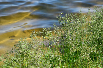 Obraz na płótnie Canvas Spring grass on the river Bank