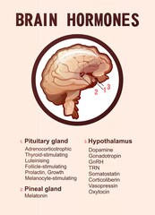 human brain hormones information poster
