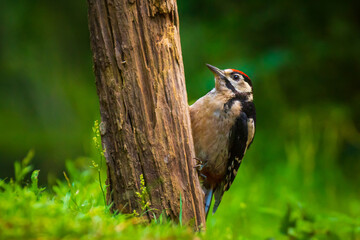 Closeup of a great spotted woodpecker (Dendrocopos major) perched in a forest