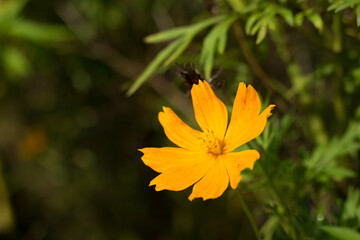 Kenikir or cosmos flower is blooming