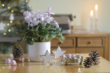Cyclamen in a pot, Christmas table decoration - obrazy, fototapety, plakaty