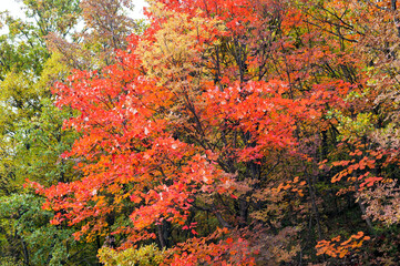 Crown of some trees in the forest during autumn.