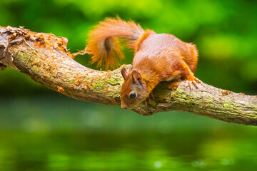 Curious Eurasian red squirrel, Sciurus vulgaris, running and jumping through trees in a forest