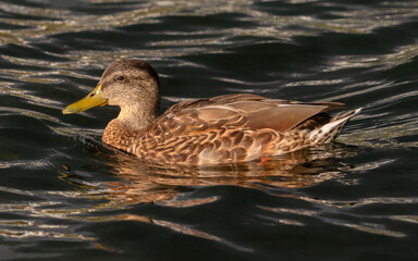 Profile view of a male juvenile mallard swimming on dark water.