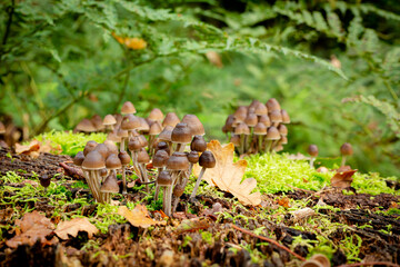 utrechtse heuvelrug, the netherlands, a whole big family of mushrooms, Psilocybe mexicana on some moss.