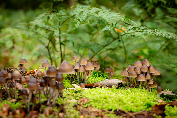 utrechtse heuvelrug, the netherlands, a whole big family of mushrooms, Psilocybe mexicana on some moss.