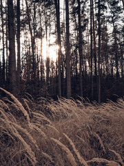 Obraz premium sunset behind city forest in winter cold weather viewed from the field