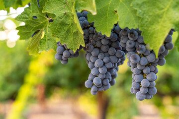 Fototapeta premium blue grapes on a bush, late summer, blurred background, selective focus.