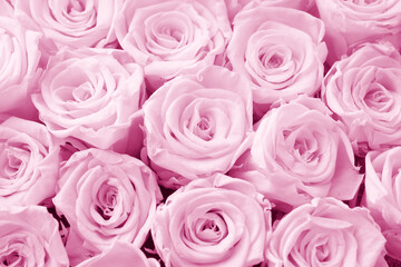 Obraz na płótnie Canvas Pink roses background. Close up roses bunch.