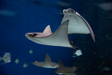 cownose rays swimming in the water, fish underwater in the aquarium