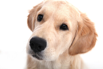 Headshot of a cute funny puppy of Golden Retriever sits on an isolated white background and looks away. High quality photo