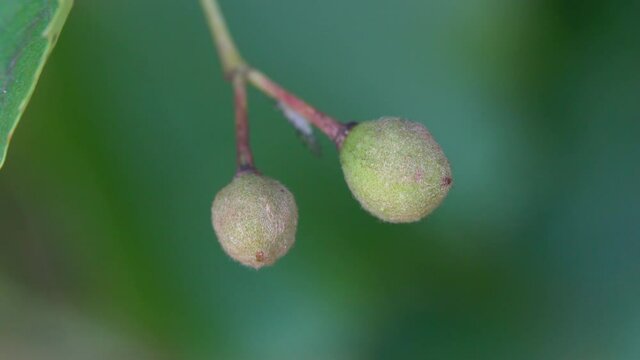 Small-Leaved Lime fruits with seeds (Tilia cordata) - (4K)