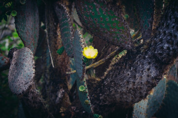 a yellow flower on a tree