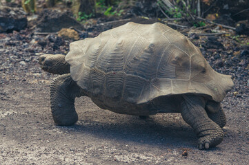 a turtle on the ground