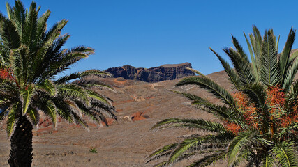 Fototapeta na wymiar Crowns of two palm trees with the bare landscape of desert-like peninsula Sao Lourenco in the east of Madeira island, Portugal on sunny day in autumn season.