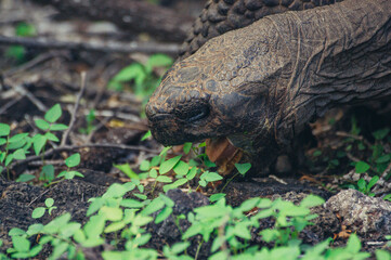 a large tortoise on the ground