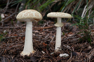 Inedible mushroom Amanita citrina in the spruce forest. Known as false death cap or Citron Amanita....