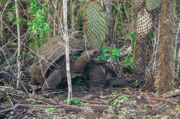 a large animal in the woods