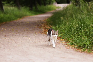 cat running in the park