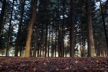 Photo of trees taken in the park during autumn