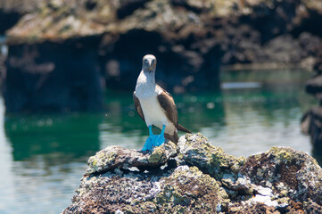 a bird standing on a rock