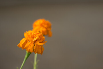 Tagetes or marigolds flower is blooming