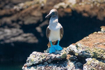 a penguin standing on a rock