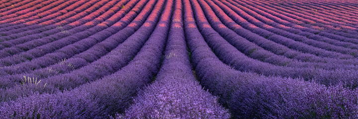 Lavender field in Provence, colorful landscape at sunset
 - obrazy, fototapety, plakaty