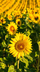 sunflowers field in full sun in Provence, yellow background
