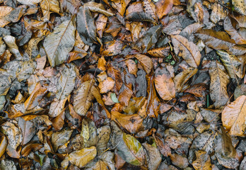 The texture of wet and dry autumn fallen walnut leaves of brown color after rain. Deadwood, top view.