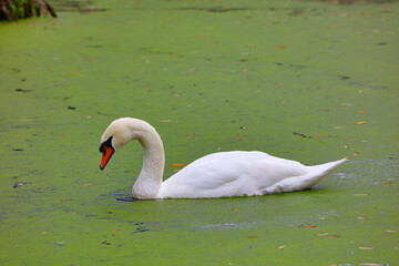 Mute Swan Swimming through Duckweed on a Pond, County Durham, England, UK.