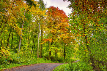 Dirt Track through thick Woodland on a Autumn afternoon, County Durham, England, UK.