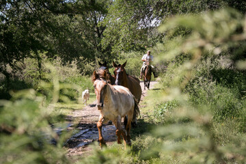 Horses galloping through the bush in Cordoba. Argentina. the gaucho behind.