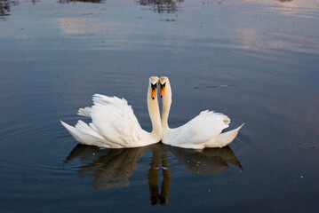 para łabędzi © WildFrame