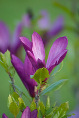 Kwiat Magnolii © WildFrame