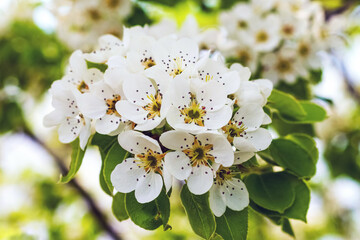 Obraz premium Flowering pears, white pear flowers close up