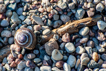 Kamienie i muszelka © WildFrame