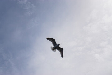 Mouettes