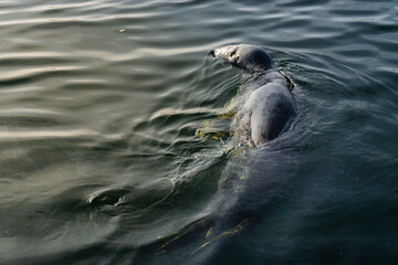 Phoque dans l'eau © Arnaud
