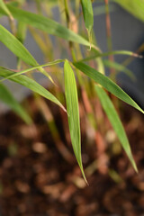 Umbrella bamboo Asian Wonder