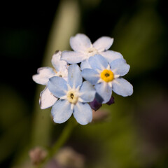 Kwiaty niezapominajki © WildFrame