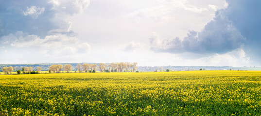 Spring landscape with a yellow rapeseed field and a picturesque sky with dramatic clouds