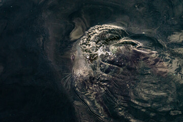 Phoque et vague © Arnaud