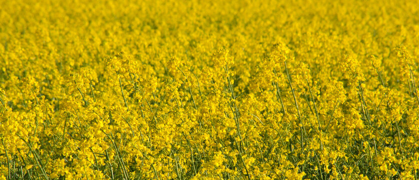 Zborze Bilder Durchsuchen 923 Archivfotos, und Videos
