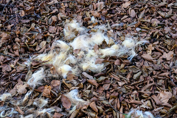 wool from dead sheep in a forest