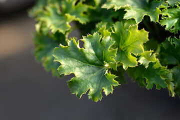 Coral Bells Apple Crisp