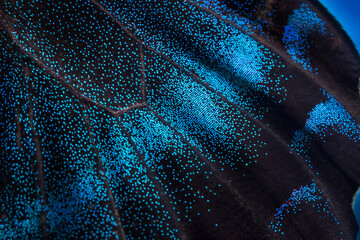 A macro photo, a background of a blue wing of a butterfly